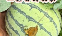 今日吃瓜51cg,揭秘娱乐圈最新热点事件